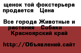 щенок той-фокстерьера продается › Цена ­ 25 000 - Все города Животные и растения » Собаки   . Красноярский край